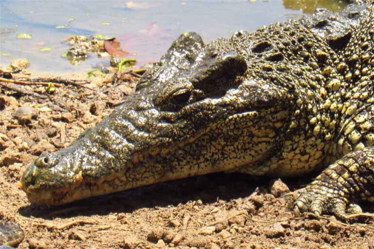 cocodrilo