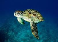 El Proyecto Ictiosaurio y los misterios del pasado